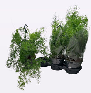 Asparagus Fern (Asparagus densiflorus) – 19cm Pot
