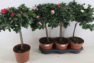 Rhododendron ‘Si Vogel’ Mixed Colours – 19cm Pot