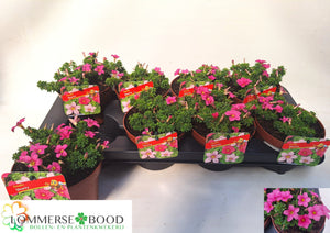 Oxalis 'Shorty' – 13cm Pot