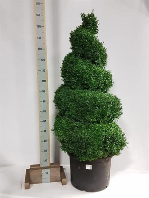 Spiral Boxwood (Buxus sempervirens) – 50cm Pot