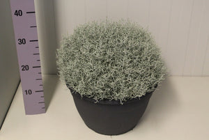 Cushion Bush (Leucophyta brownii) – 30cm Pot