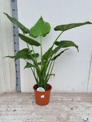 Alocasia Cucullata – 24cm Pot, Approx. 115cm Tall
