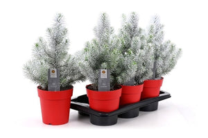 Pinus ‘Silver Crest’ Evergreen Conifer – 17cm Pot