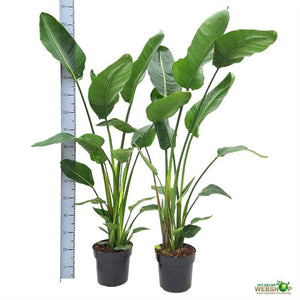 White Bird of Paradise (Strelitzia nicolai) – 24cm Pot, 160cm
