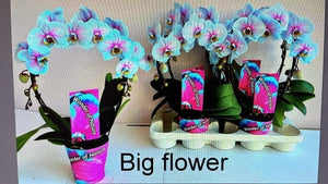 Phalaenopsis Orchid ‘Wonder of Nature’ – 12cm Pot