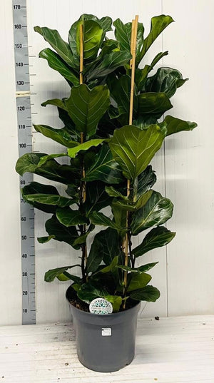 Fiddle Leaf Fig (Ficus lyrata) – 35cm Pot, 165cm