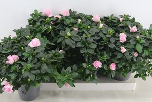 Rhododendron azalea (Rhododendron simsii) – 14cm Pot