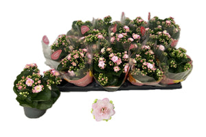 Pink Double Kalanchoe – 10.5cm Pot