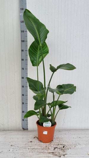 White Bird of Paradise (Strelitzia nicolai) – 21cm Pot