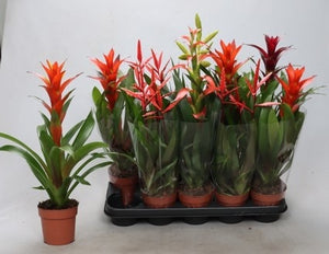 Mixed Bromeliad Houseplant – 12cm Pot, 55cm High