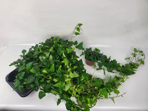 Green English Ivy (Hedera helix) – 13cm Pot