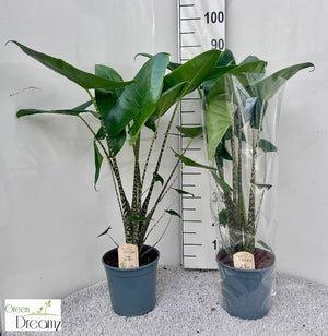 Alocasia Zebrina – 21cm Pot, Approx. 95cm High