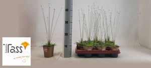 Mikado Plant (Syngonanthus) – 9cm Pot, 35cm High