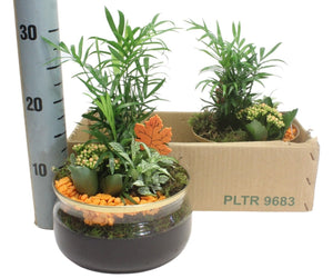 Indoor Plant Arrangement in Glass Bowl – 20cm