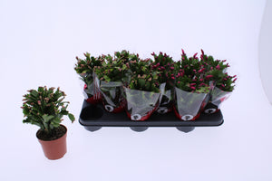 Mixed Schlumbergera Christmas Cactus – 10.5cm Pot