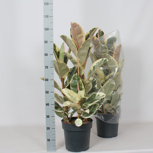 Ficus Elastica ‘Tineke’ Rubber Plant – 27cm Pot