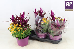Gem Flowering Plant – 19cm Pot, 48cm High