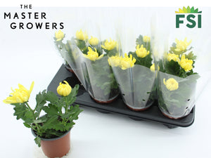 Yellow Chrysanthemum (Chrysanthemum indicum) – 12cm Pot