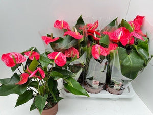 Pink Anthurium (Anthurium andraeanum) – 17cm Pot