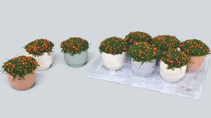 Orange Coral Bead Plant (Nertera granadensis) – 8cm Pot