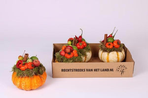 Decorative Ornamental Gourds in Ceramic Pot – 4 Fruits