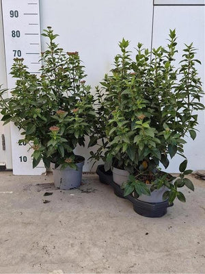 Viburnum tinus Laurustinus – 19cm Pot, 75cm