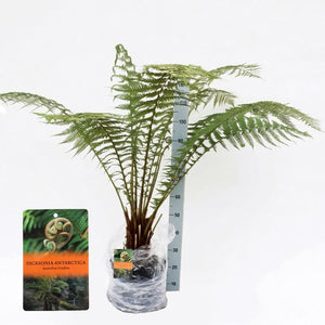 Australian Tree Fern (Dicksonia antarctica) – 29cm Pot