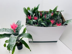 Pink Aechmea Fasciata ‘Primera’ – 12cm Pot