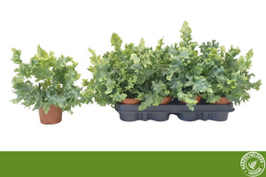 Blue Star Fern (Phlebodium) – 9cm Pot