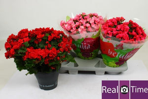 Mixed Begonia Elatior – 19cm Pot, 37cm High
