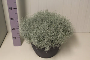 Leucophyta Brownii Silver Bush – 30cm Pot