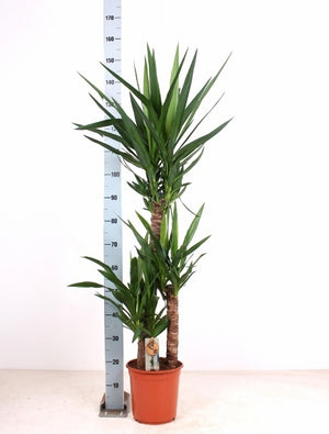 Yucca Houseplant – 24cm Pot, Approx. 165cm