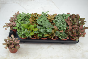 Mixed Fittonia Nerve Plant – 8.5cm Pot