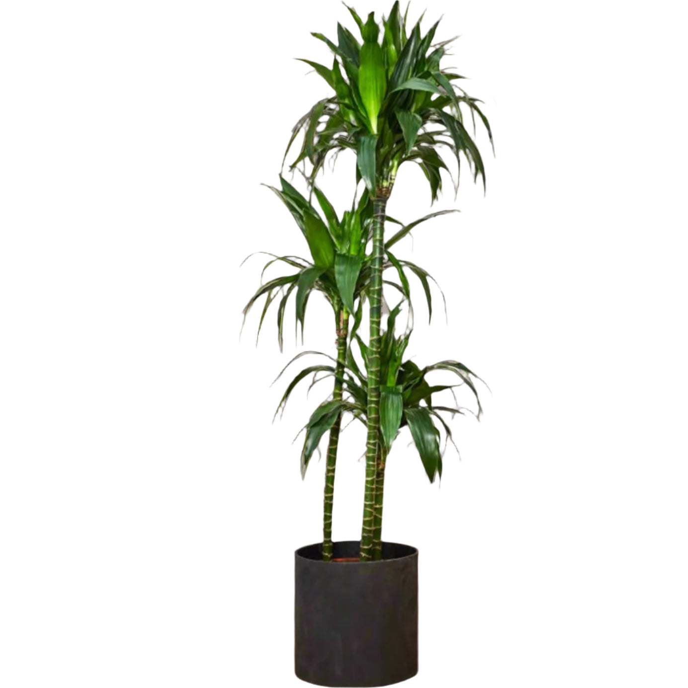 Dracaena Ulises