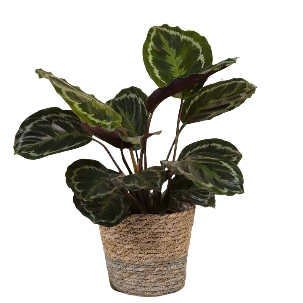 Calathea - 'Apple Bee'