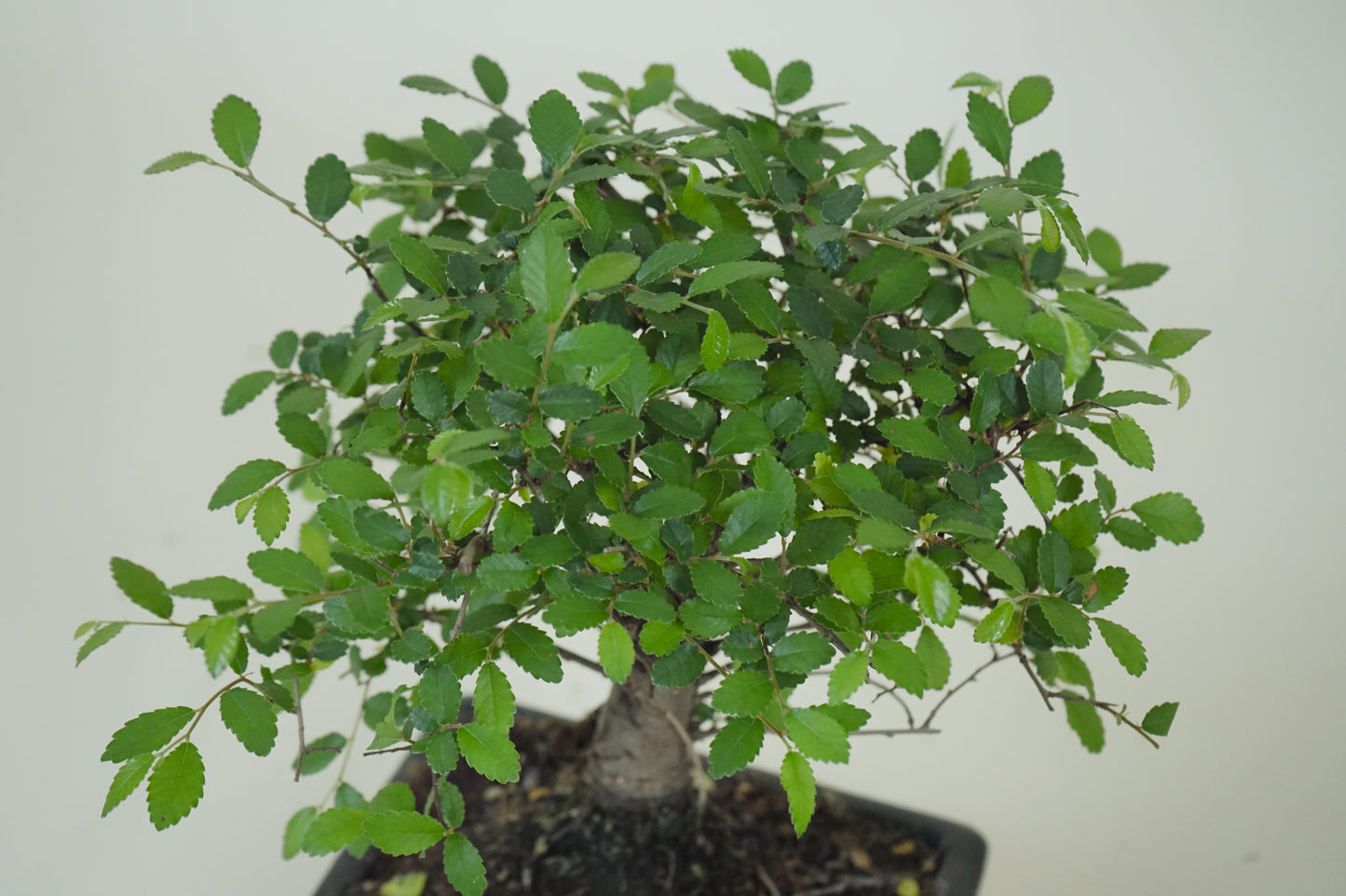 Bonsai