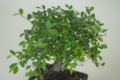 Bonsai