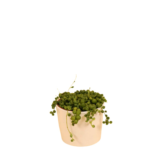 String Of Pearls