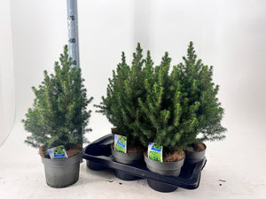 Picea glauca ‘December’ – 17cm Pot, 55cm High