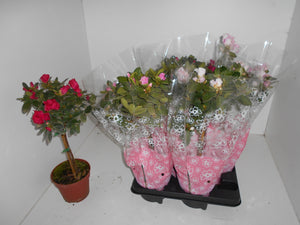 Mixed Rhododendron Azalea (Rhododendron simsii) – 15cm Pot