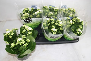 White Double Kalanchoe – 15cm Pot