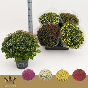 Mixed Chrysanthemum Houseplant – 19cm Pot, 45cm Tall
