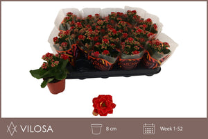 Red Double Kalanchoe – 8cm Pot