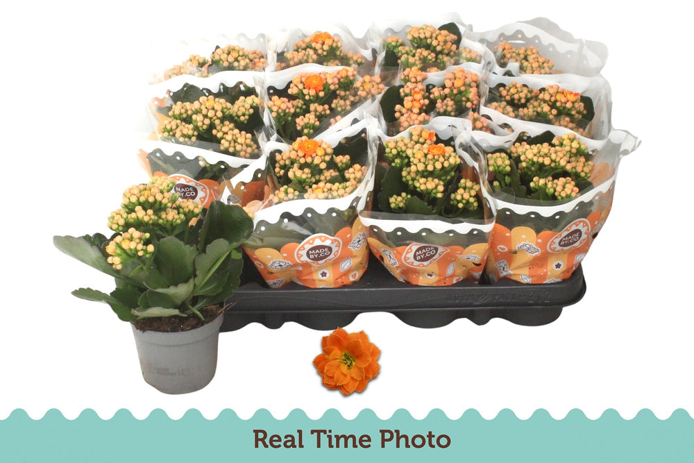 Orange Kalanchoe ‘Perfecta’ – 9cm Pot