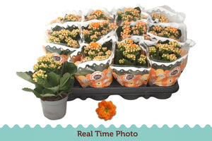 Orange Kalanchoe ‘Perfecta’ – 9cm Pot