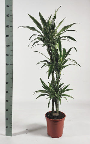 Dracaena Warneckii ‘90-60-30’ – 24cm Pot