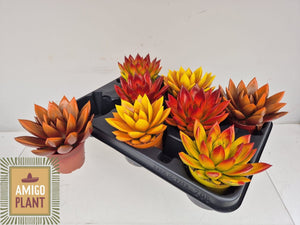 Rainbow Echeveria Succulent – 8.5cm Pot
