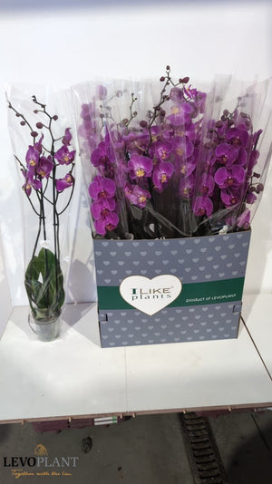 Purple Phalaenopsis Orchid – 12cm Pot, 75cm Tall