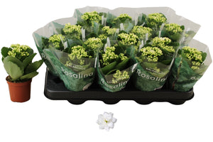 White Double Kalanchoe – 7cm Pot