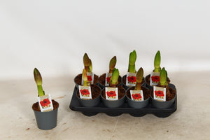 Red Amaryllis (Hippeastrum) – 14cm Pot